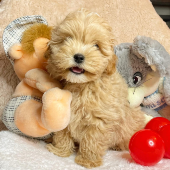 Maltipoo